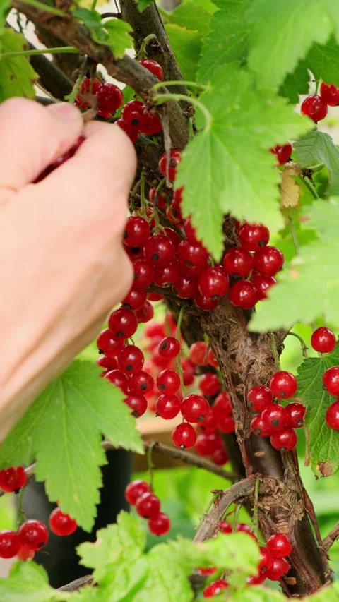 Close-up of a women's hands picking ripe red currants from a bush in slow motion Stock Footage 289638198