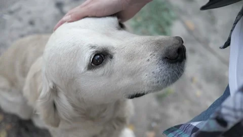 Close-up of women's hands stroking a big white dog on head Stock Footage 144354392