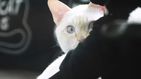 Close up of a wondering white cat looking while hiding under a pillow Video stock 107983958