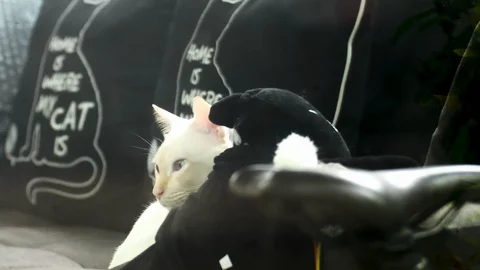Close up of a wondering white cat looking while hiding under a stuffed animal Stock Footage 107984151