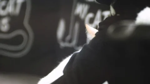 Close up of a wondering white cat looking while hiding under a stuffed animal Stock Footage 107984187