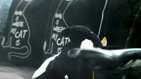 Close up of a wondering white cat looking while hiding under a stuffed animal Video stock 107984243