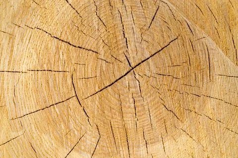 Close-up wood background Stock Photos