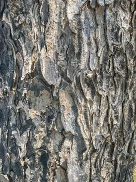 Close up of Wood bark tree background texture Stock Photos