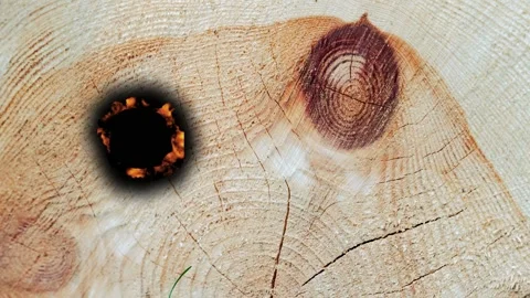 Close up of wood burning process with fire burning through timber Stock Footage 342831541