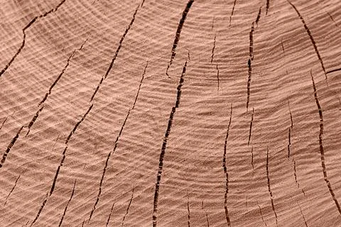Close-up of wood cross-section texture with cracks. Fashionable colored mocha Stock Illustration