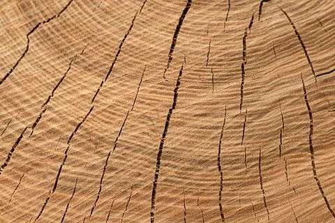 Close-up of wood cross-section texture with cracks. Foto stock