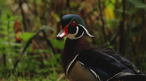Close up of a Wood Duck looking to Camera in Slow Motion Stock Footage 37448021