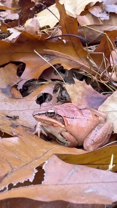 Close-Up of Wood Frog on Forest Floor resting on leaf Pennsylvania Stock Footage 321115087