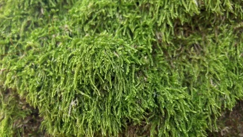 Close-Up On A Wood Moss Stock Footage 82427619
