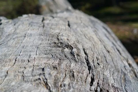 Close up of Wood Stock Photos