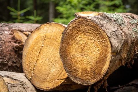 Close-up of wood pine timber. Stock Photos