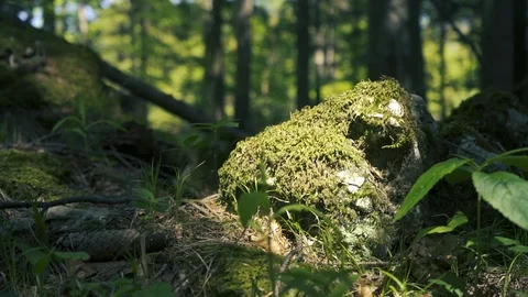 Close up in wood with rock Stock Footage 112777855