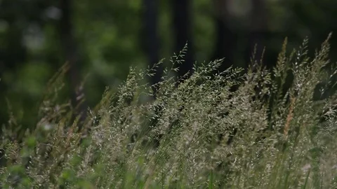 Close-up on a wood small-reed with changing wind Video stock 77102253