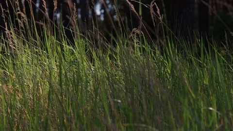 Close-up on a wood small-reed with dynamic light Video stock 77101557