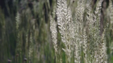 Close-up on a wood small-reed with dynamic light Video stock 77102150