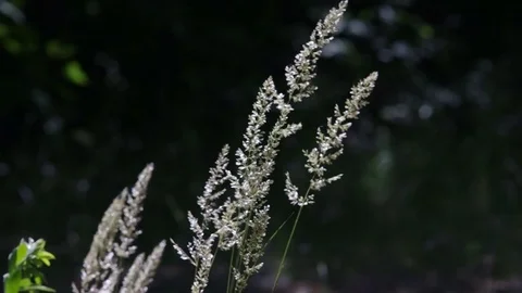 Close-up on a wood small-reed Video stock 77102369