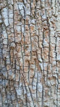 Close up of wood texture background Stock Photos
