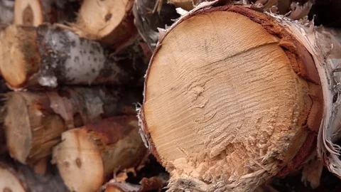 CLOSE UP: Wood texture of cut tree trunk stacked in woodpile on timber yard Stockbeeldmateriaal 76202392