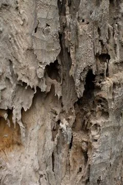 Close up of wood texture Stock Photos