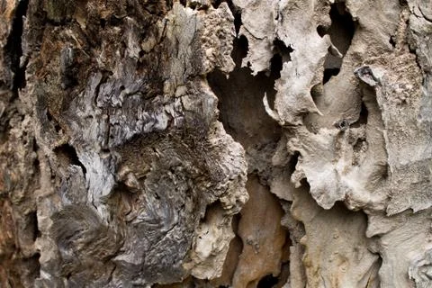 Close up of wood texture Stock Photos