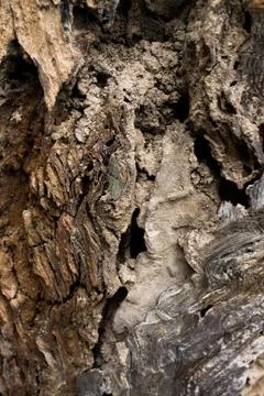 Close up of wood texture Stock Photos