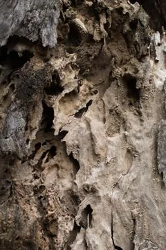 Close up of wood texture Stock Photos