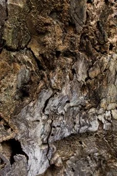 Close up of wood texture Stock Photos