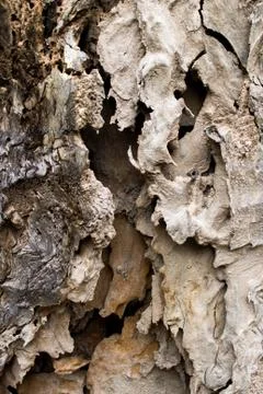 Close up of wood texture Stock Photos