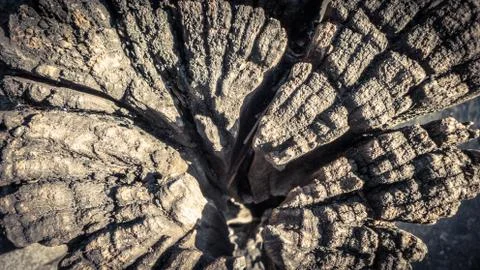 Close-up wood texture, Stock Photos