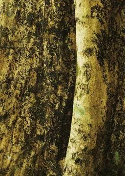 Close up wood texture Stock Photos