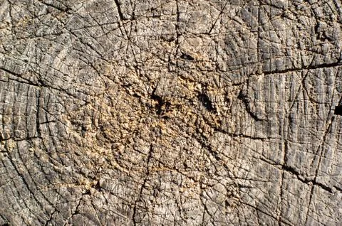 Close-up wooden cut texture Stock Photos