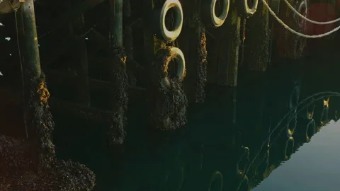 Close-up of wooden pier structure with rubber tires and seaweed reflected i.. Stock Footage 328460853