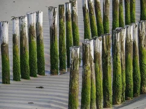 Close-up of wooden posts covered with algae in the sand on a quiet beach, Stock Photos