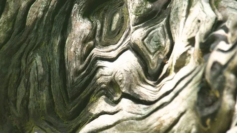 Close up wooden structure of bark old tree trunk in forest. Wooden surface with Stock Footage 96735292