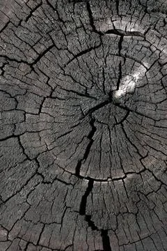 Close up wooden texture background Stock Photos
