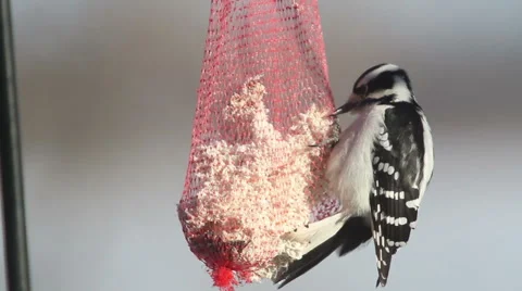 Close-up of Woodpecker Stock-Footage 56712634