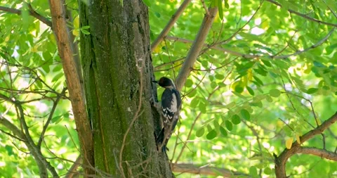 Close up of  woodpecker Stock Footage 139629724