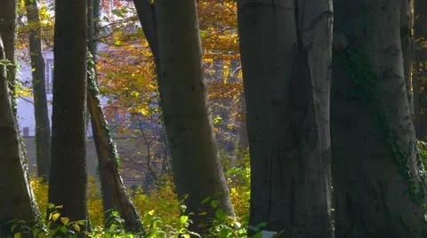 Close-up of woods in fall in Eggenberg castle park 스톡 동영상 56841960