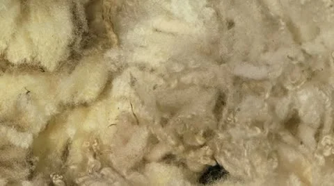 Close up of wool after just being sheered of a sheep Video stock 11286494