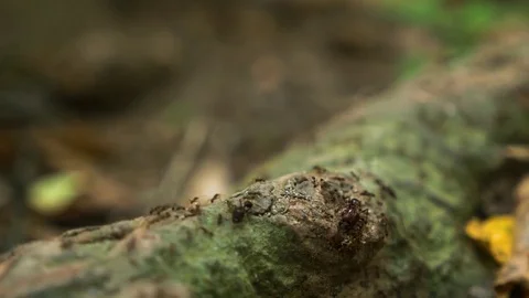 Close up worker and soldier ants swarming on log jungle floor Indonesia 库存影片 83734690
