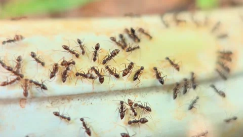 Close-up of worker ants on a leaf surface in a natural outdoor setting Stock-Footage 333804269