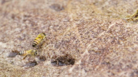 Close up of a worker bee (Apis mellifera) resting Video stock 288232758