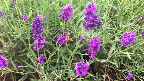 Close up of worker Bee pollinating or gathering pollen from Lavender flowers Stock Footage 148516212