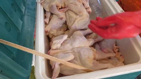 Close-up of a worker cleaning and prepping raw whole chickens in a cooler box Video stock 343587883