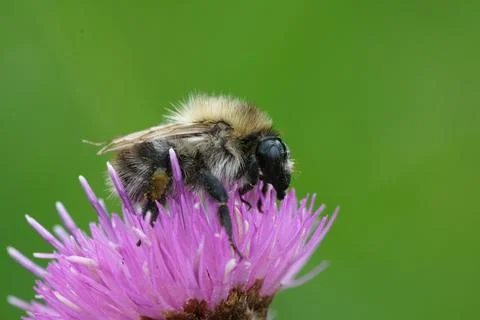 Close up of a worker of the common carder bee, Bombus pascuorum on knapwood Stock Photos