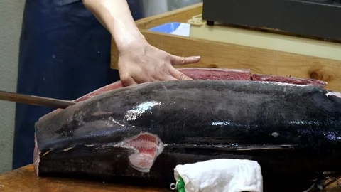 Tsukiji Fish Market Stock Footage ~ Royalty Free Stock Videos