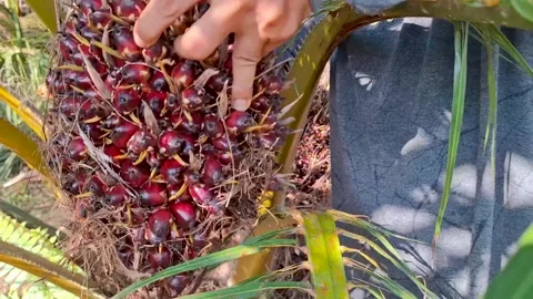 Close Up of Worker Hand Examining Fresh Oil Palm Fruit Bunch Stock Footage 344620963