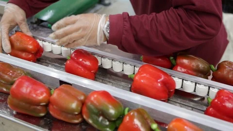 Close up of worker hand placing bell peppers on belt of food industry factory. Vidéo 129470245
