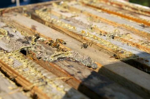 Close up of worker honey bees in bee-keeping box Stock Photos